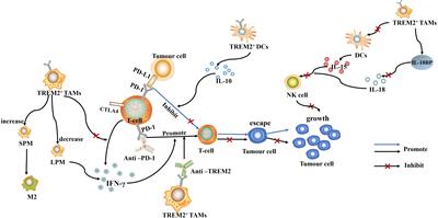 Mechanisms of TREM2 mediated immunosuppression and regulation of cancer progression